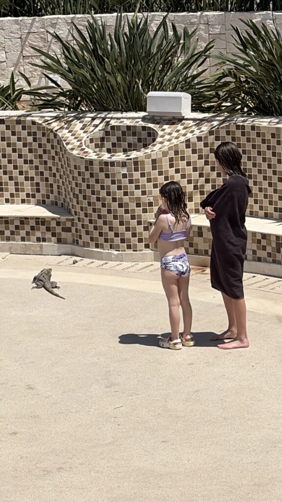 They saw an iguana